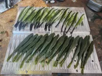 Square Back Minnow (5in) 5, 10, or 20 cavity